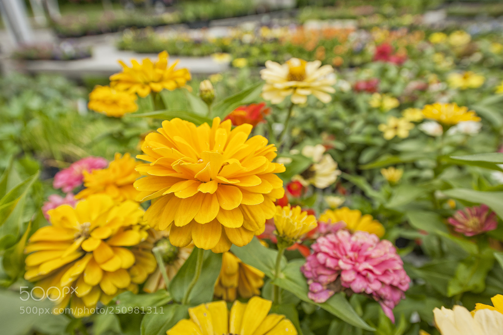 Nikon D700 sample photo. Flowers in a garden photography