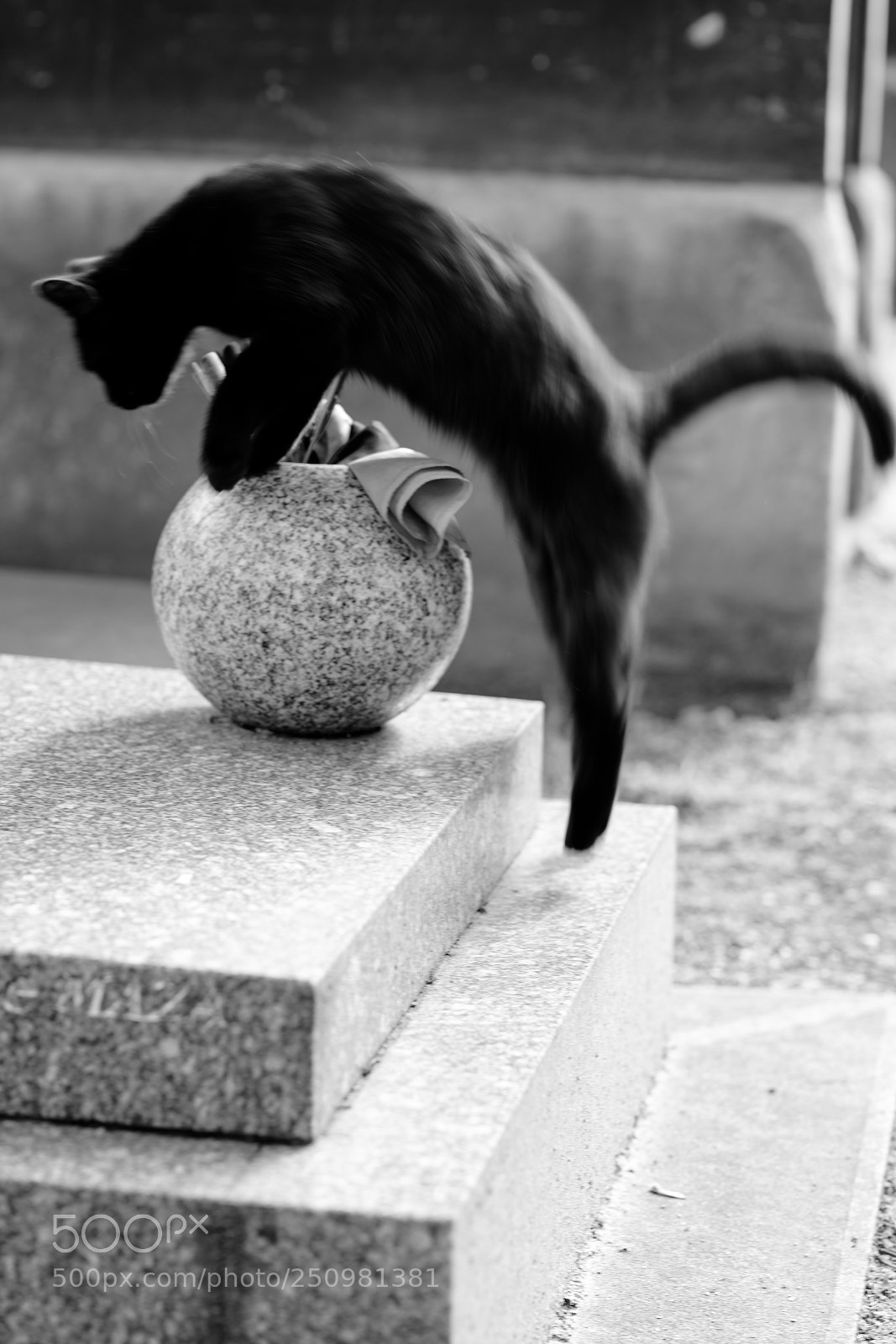 Nikon D850 sample photo. Le saut du chat photography