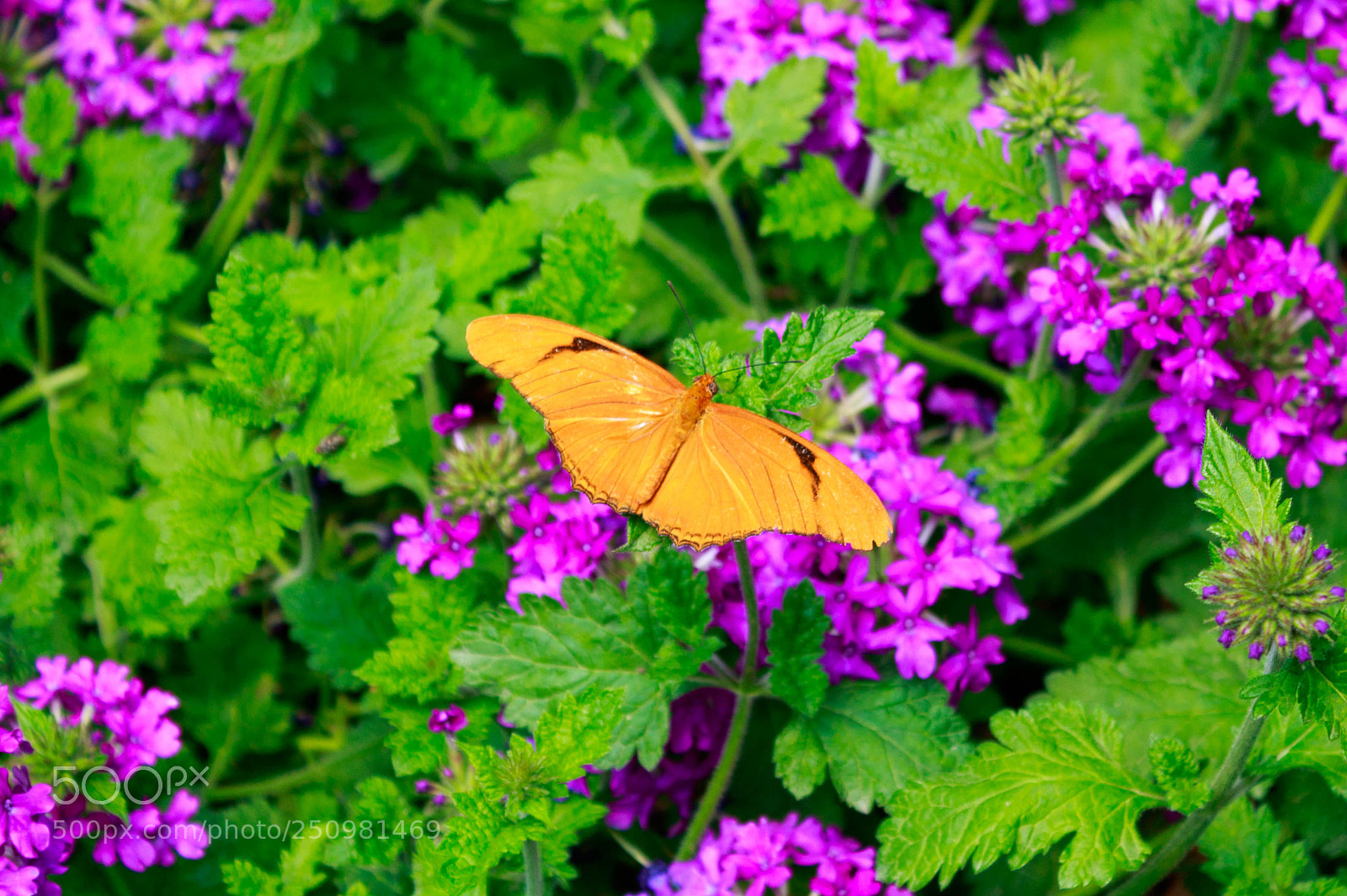 Canon EOS 1300D (EOS Rebel T6 / EOS Kiss X80) sample photo. Butterfly and flowers photography