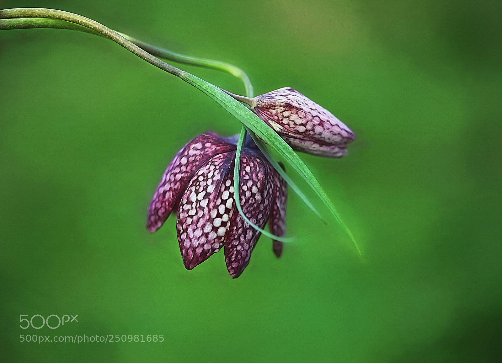 Canon EOS 5D Mark II sample photo. Snake's head photography