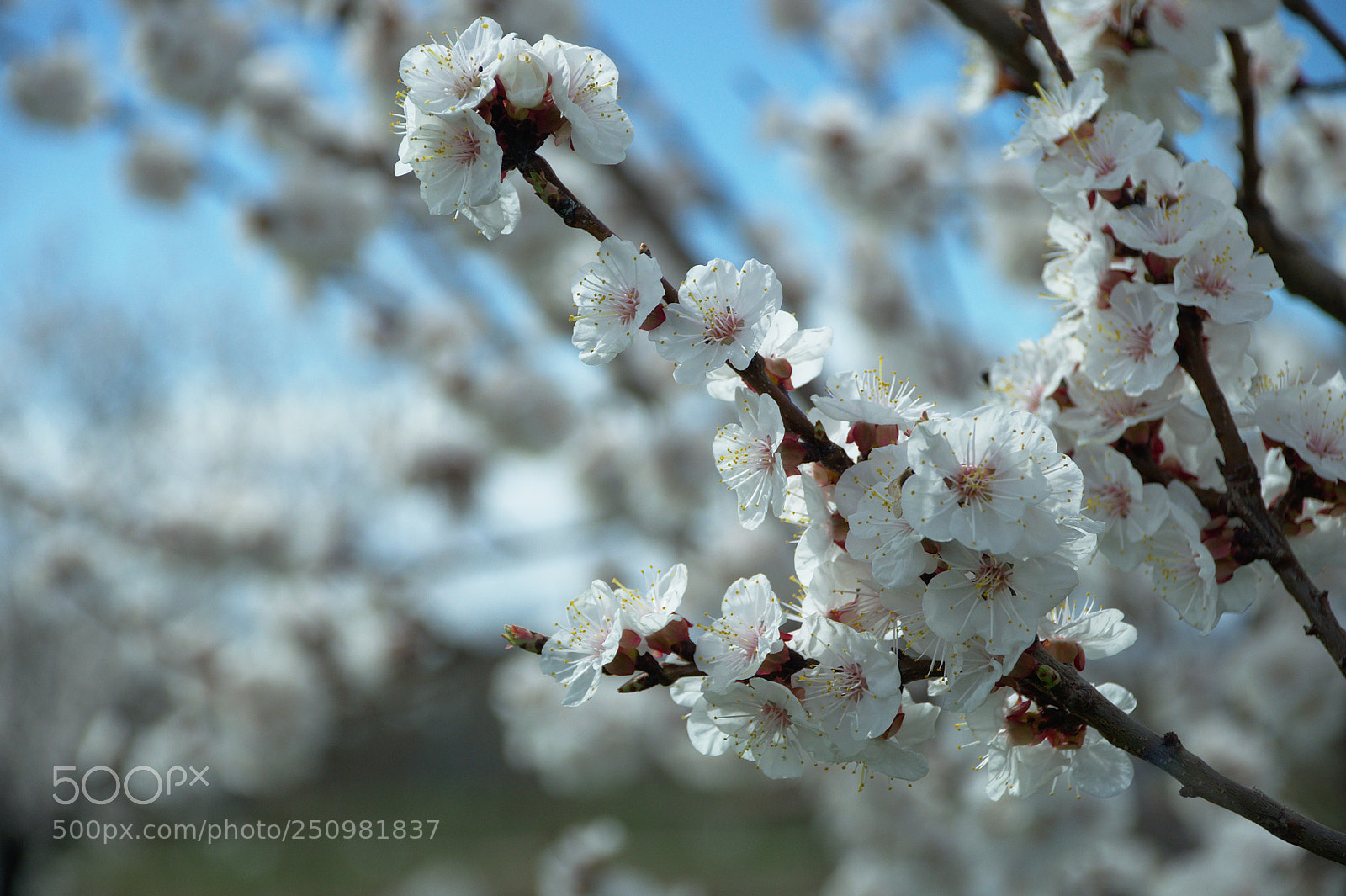 Nikon D5000 sample photo. Apricot photography