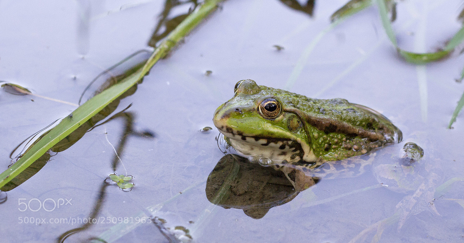 Canon EOS 600D (Rebel EOS T3i / EOS Kiss X5) sample photo. Frog in the protva photography