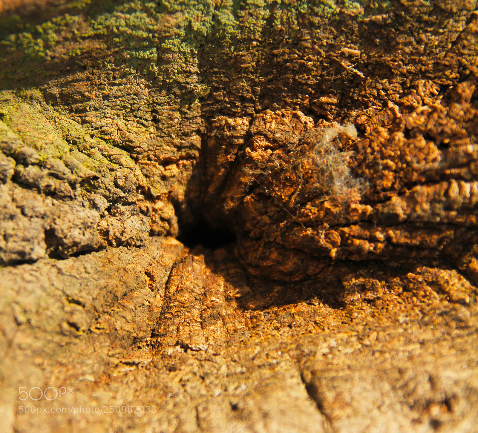 Canon EOS 550D (EOS Rebel T2i / EOS Kiss X4) sample photo. Bark of oak tree photography