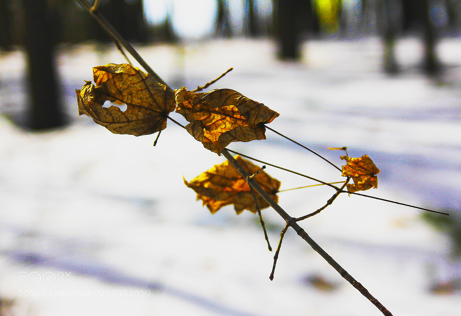 Canon EOS 550D (EOS Rebel T2i / EOS Kiss X4) sample photo. The dry leaves on photography