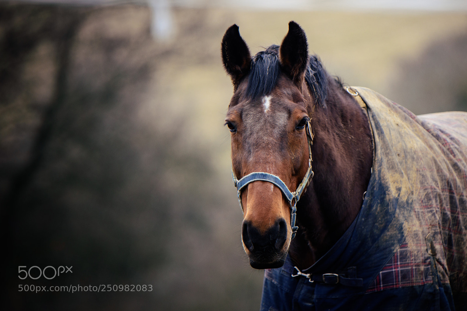 Nikon D7200 sample photo. Early spring photography