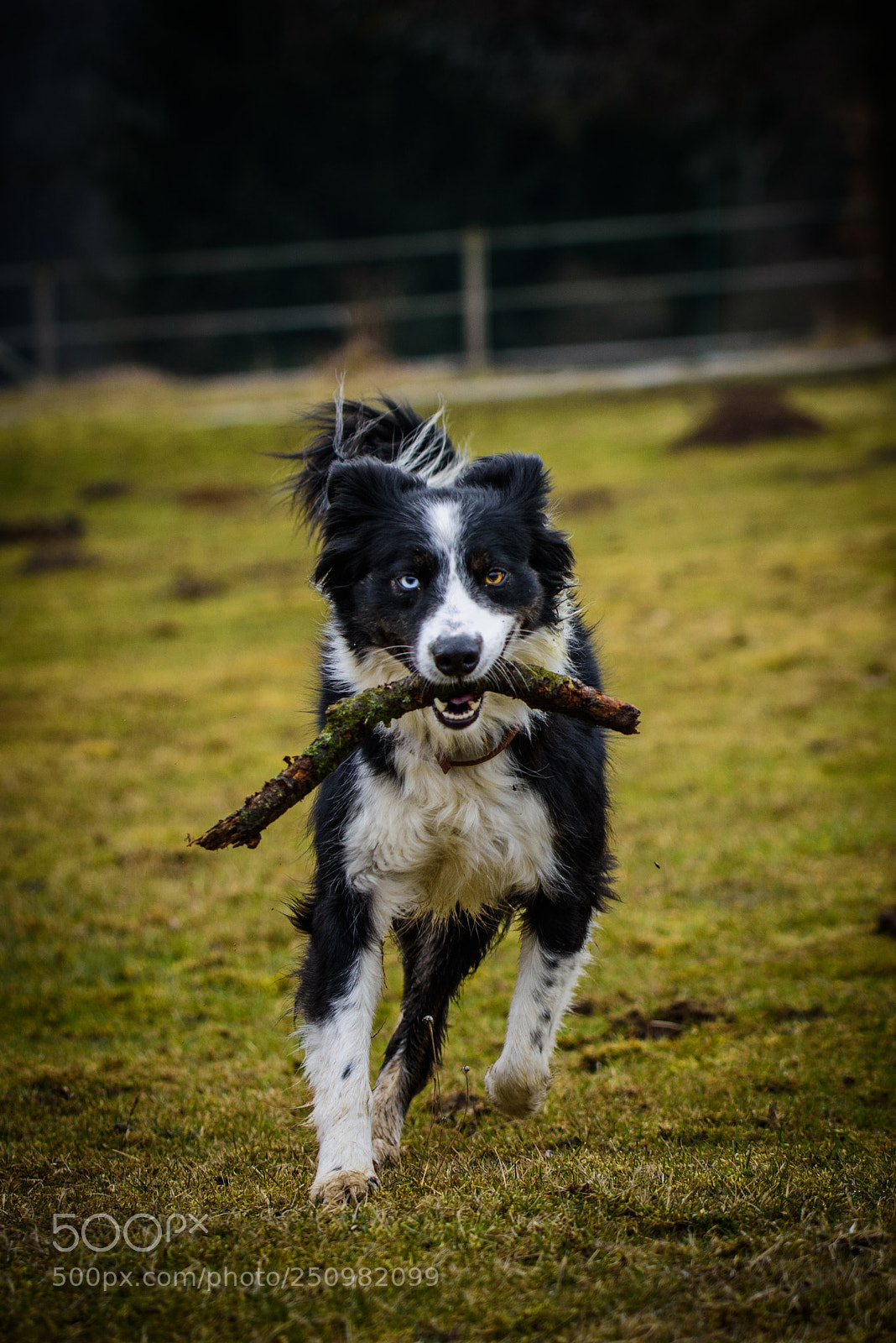 Nikon D7200 sample photo. Play photography