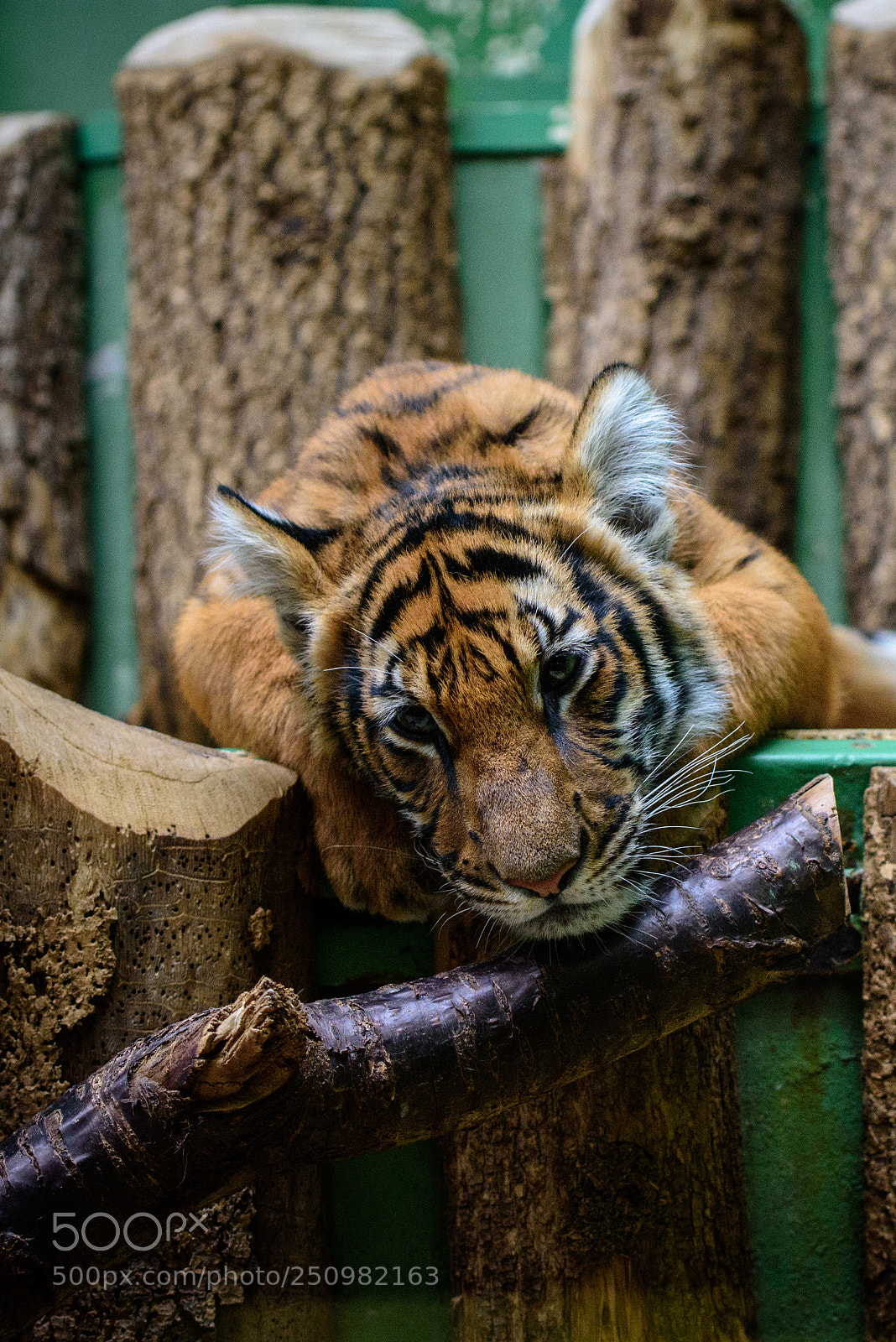 Nikon D7200 sample photo. Baby tiger photography