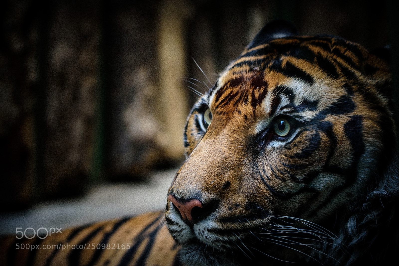 Nikon D7200 sample photo. Tiger photography