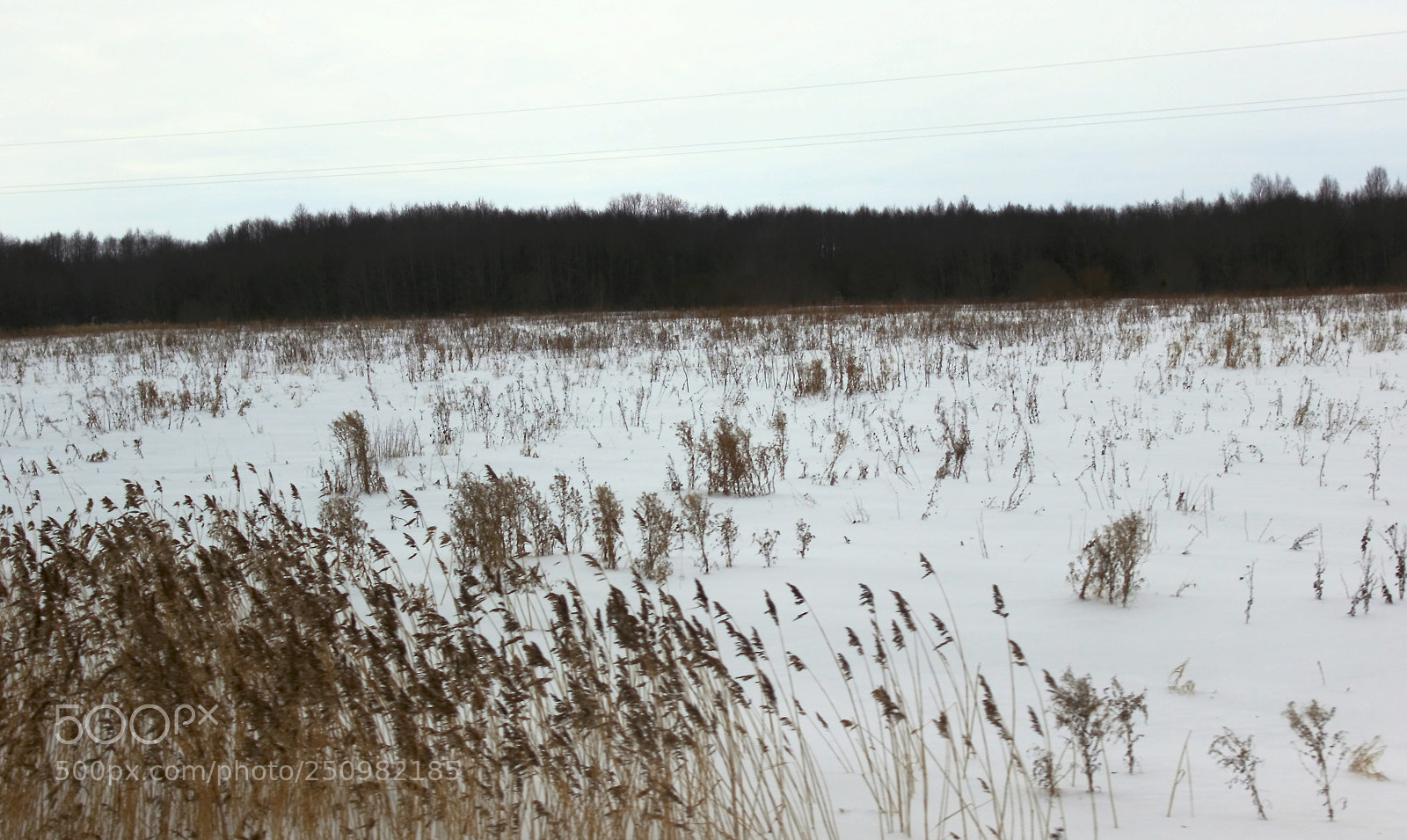Canon EOS 600D (Rebel EOS T3i / EOS Kiss X5) sample photo. поле photography