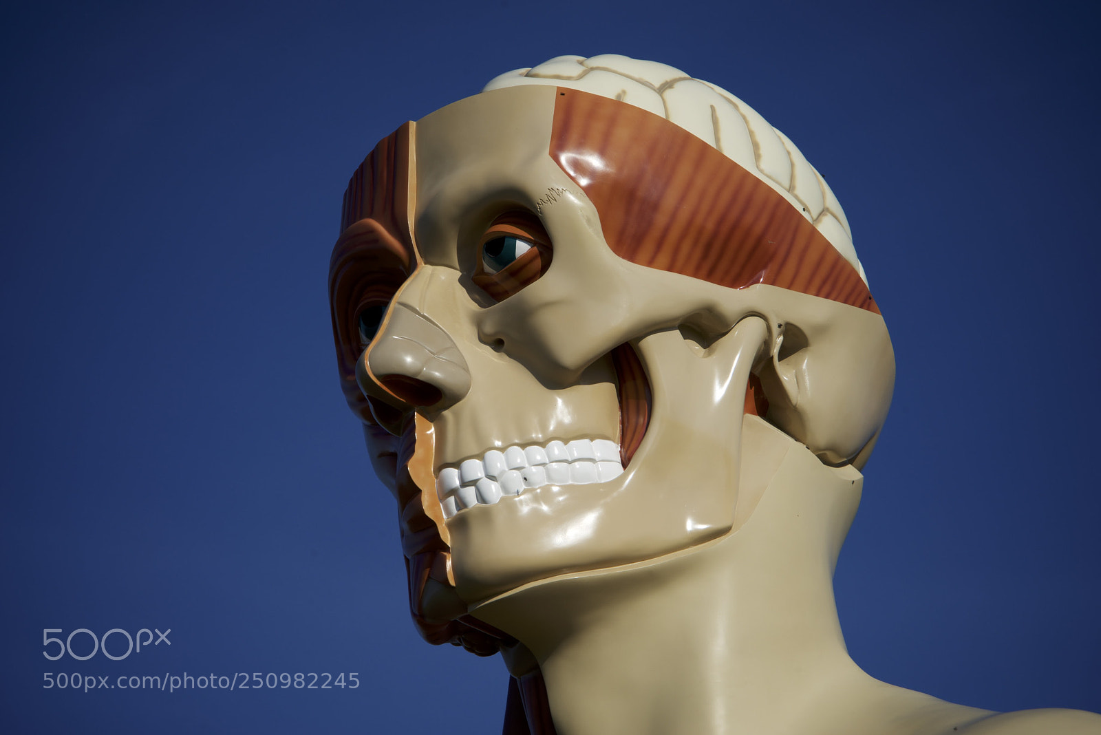 Sony a7R sample photo. Damien hirst, houghton hall photography