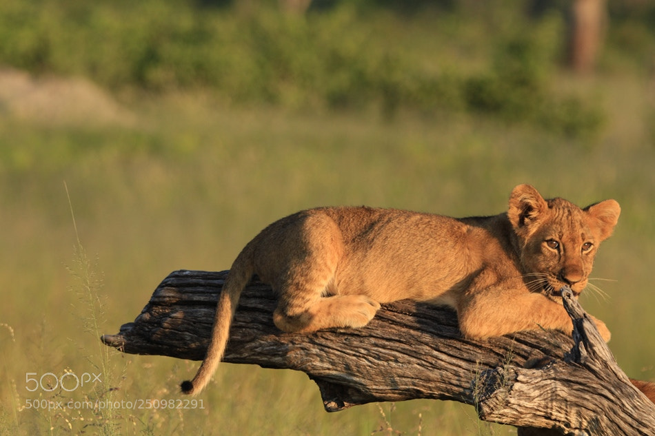 Canon EOS 700D (EOS Rebel T5i / EOS Kiss X7i) sample photo. Cubs photography