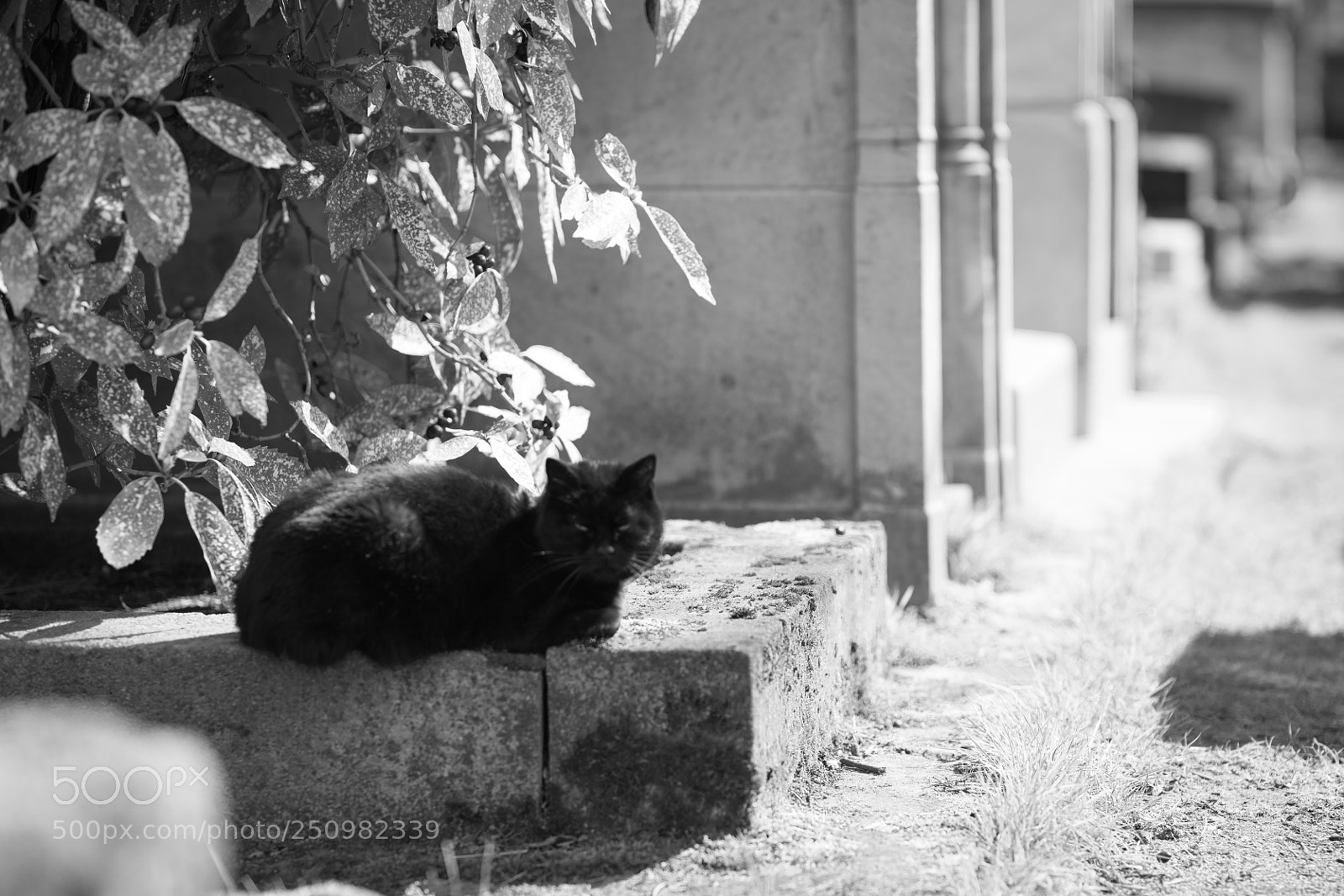 Nikon D850 sample photo. Le paradis des chats photography