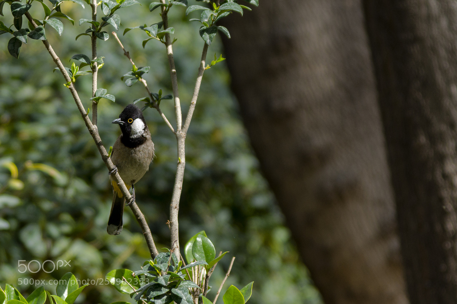 Nikon D7200 sample photo. Fly photography