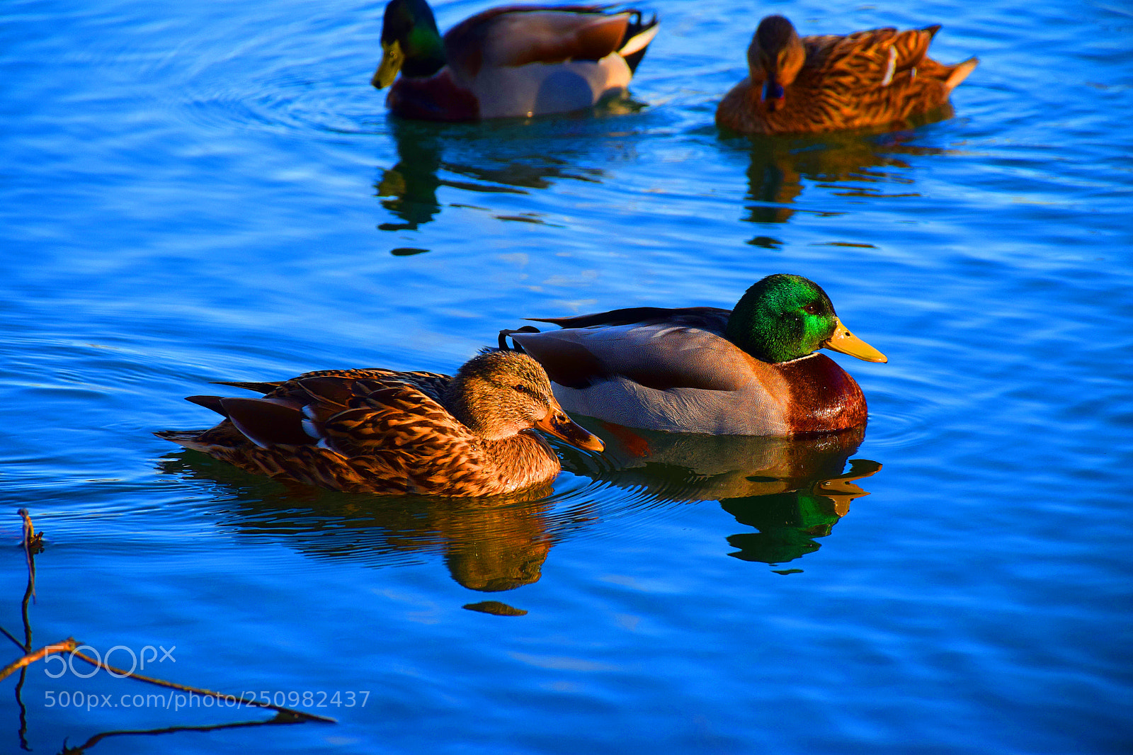 Nikon D5300 sample photo. Together photography