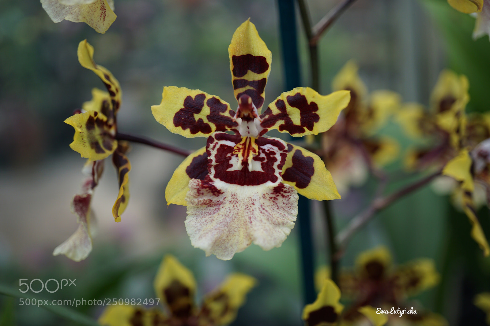 Sony a6000 sample photo. Dancing-lady orchid photography