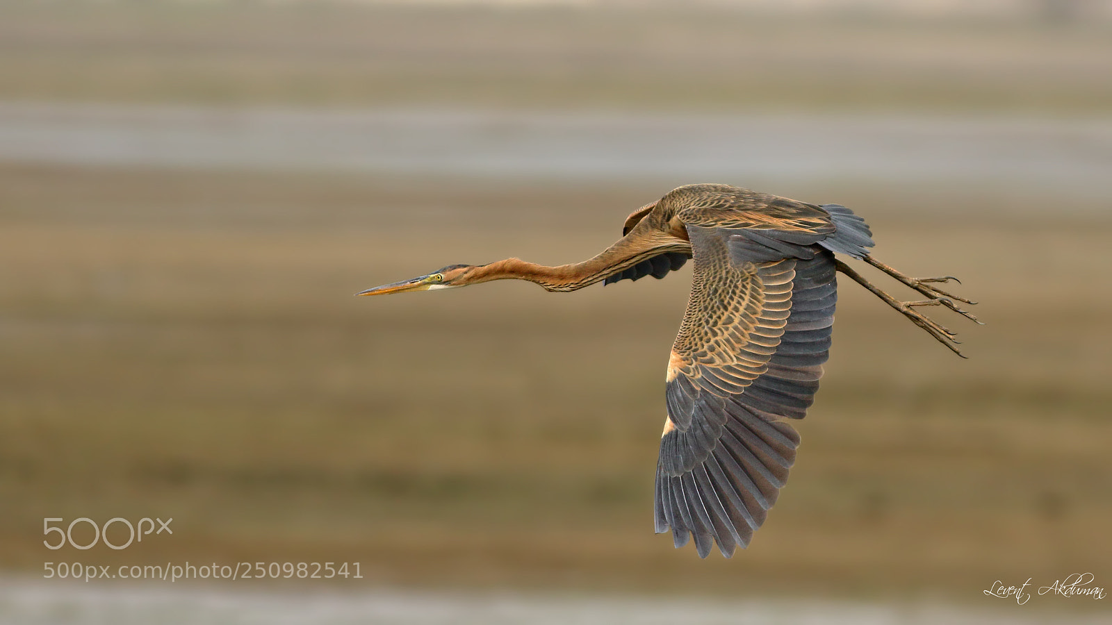 Canon EOS 7D Mark II sample photo. Purpleheron.jpg photography