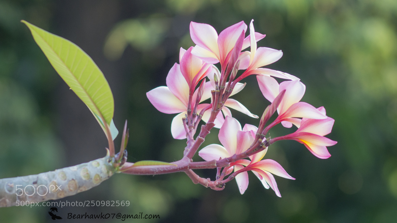 Nikon D7200 sample photo. Copy photography