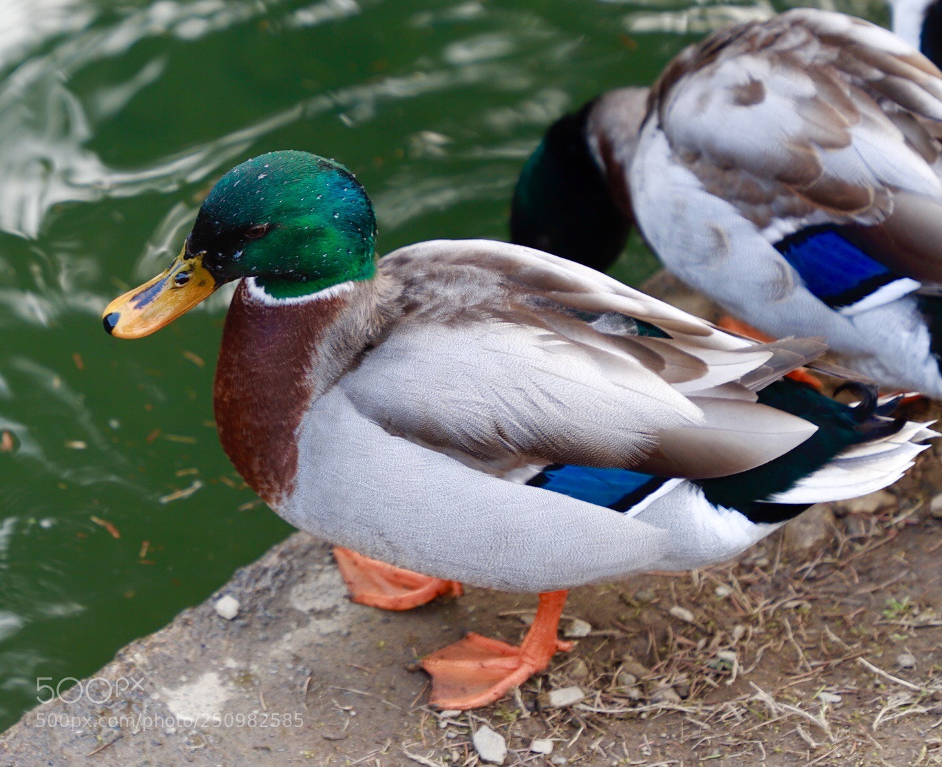 Canon EOS 6D Mark II sample photo. Quack! photography