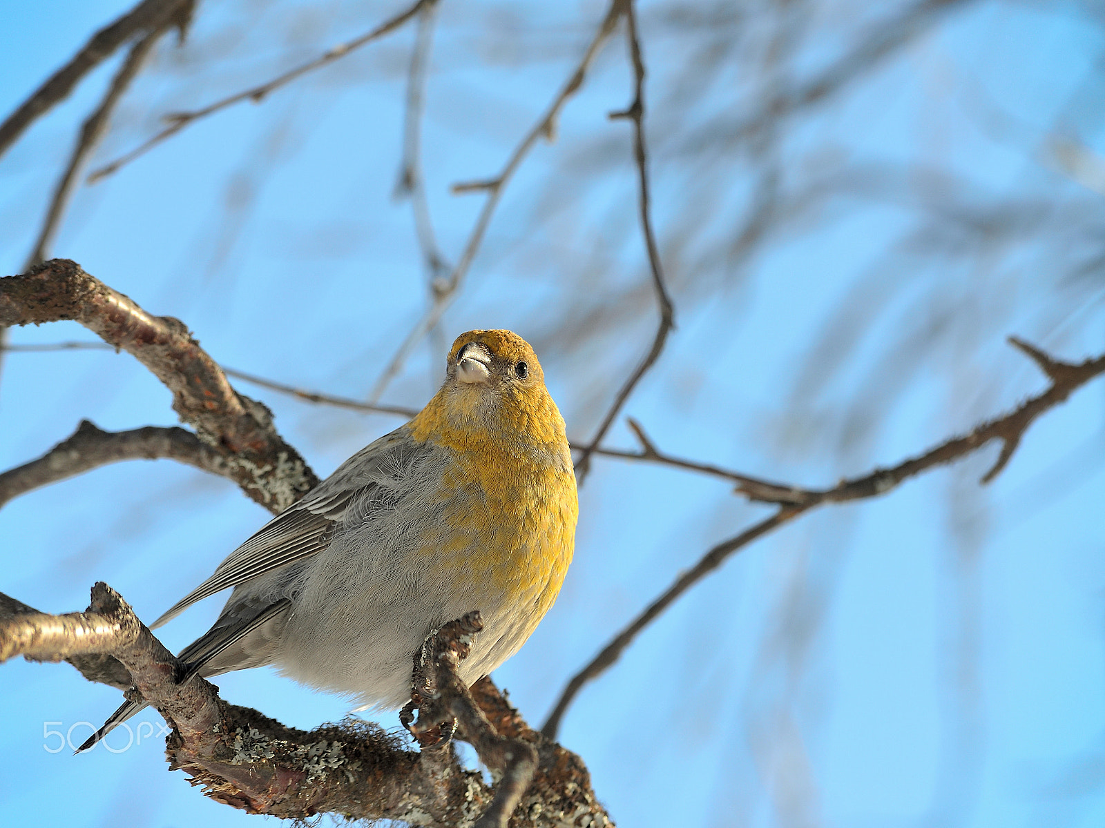 Nikon D5100 sample photo. Pine grosbeak photography