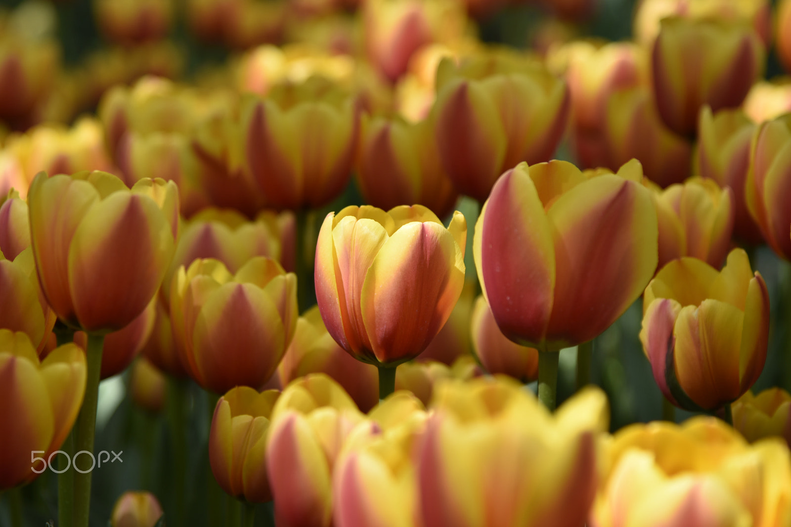 Nikon AF-S Nikkor 24-120mm F4G ED VR sample photo. Tulips photography