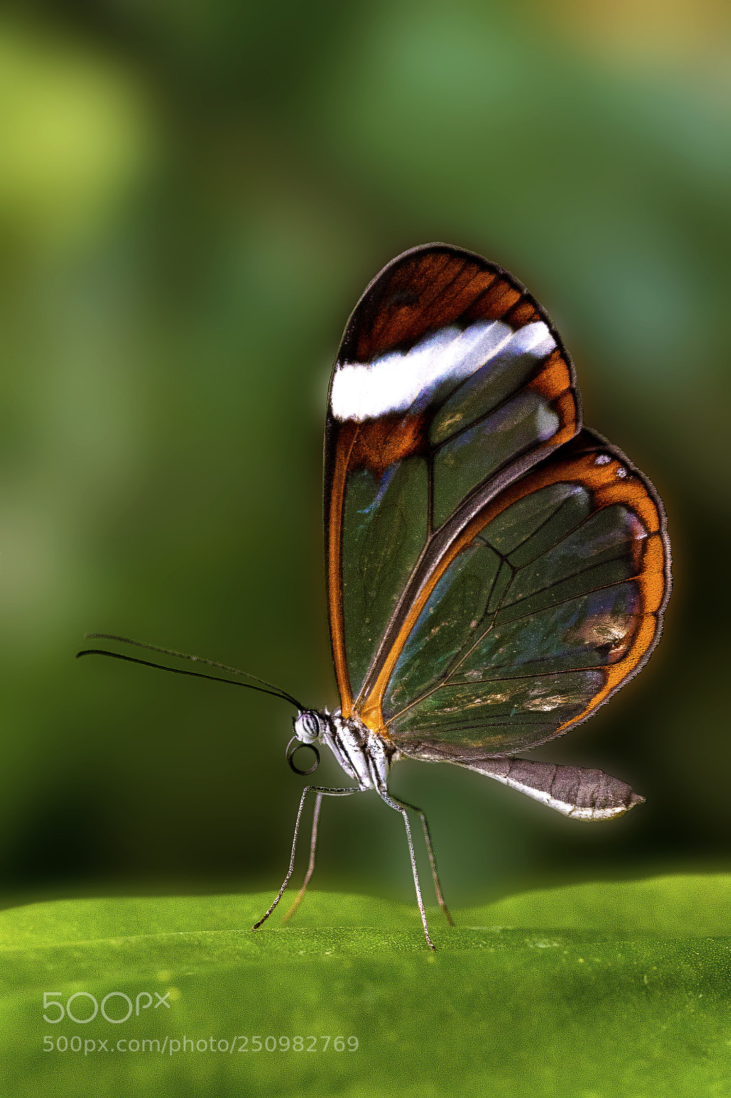 Canon EOS 7D Mark II sample photo. Baumgeistchen photography