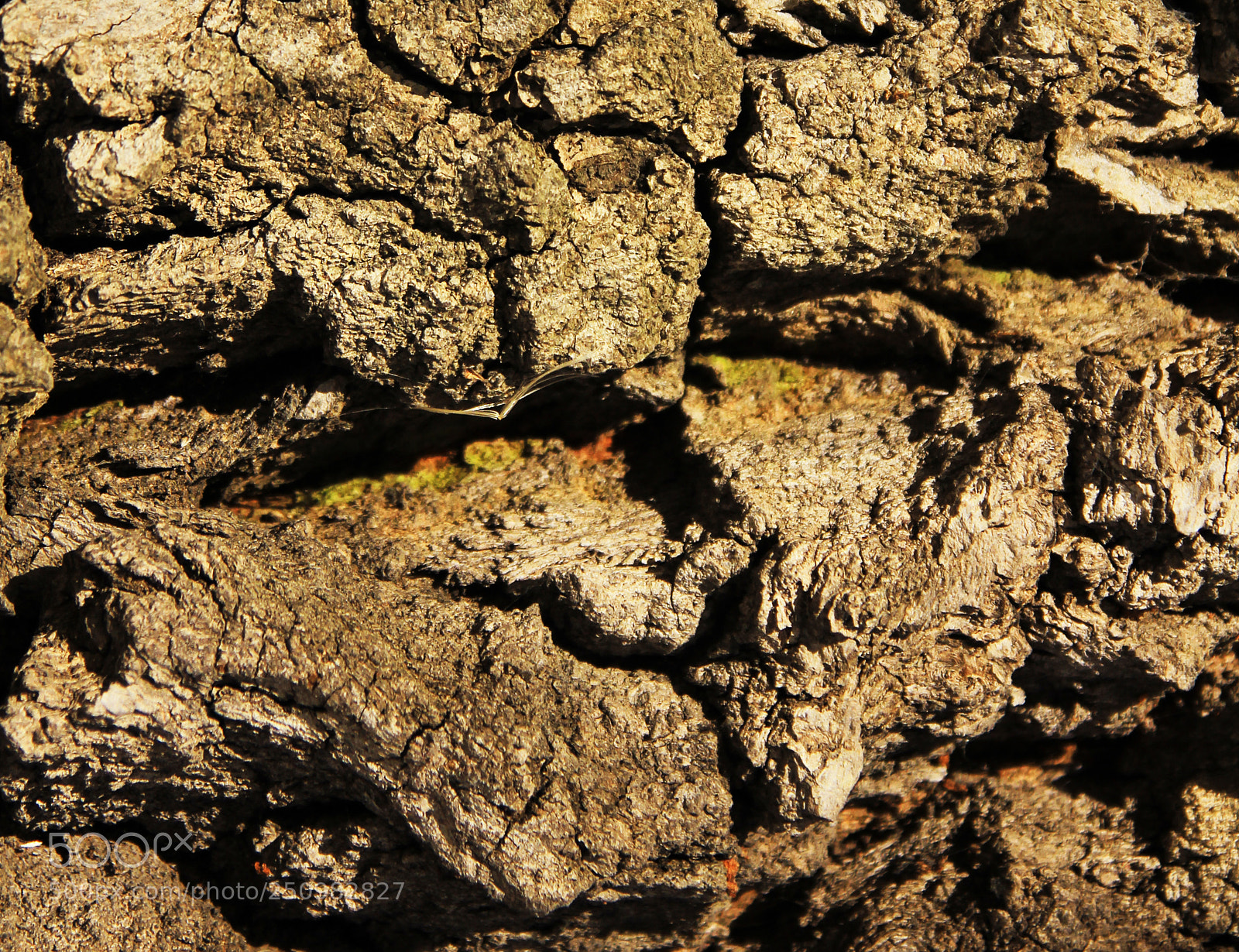 Canon EOS 550D (EOS Rebel T2i / EOS Kiss X4) sample photo. Bark of oak tree photography