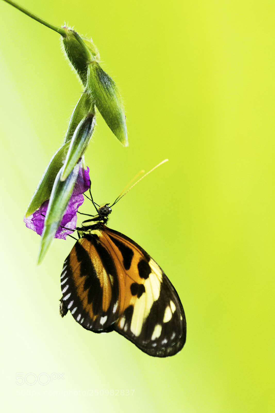Canon EOS 7D Mark II sample photo. Tiger passionsfalter photography
