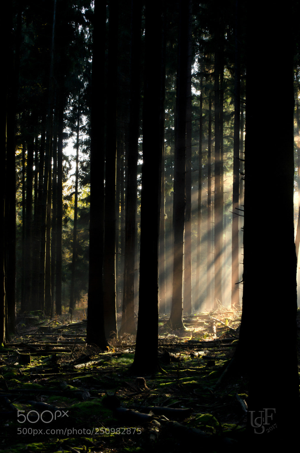Nikon D5100 sample photo. Wald photography