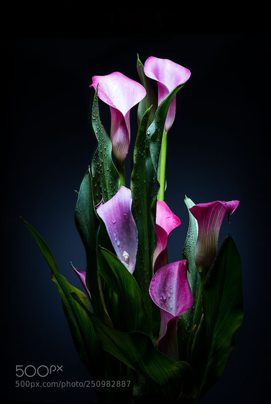 Canon EOS 70D sample photo. Calla photography