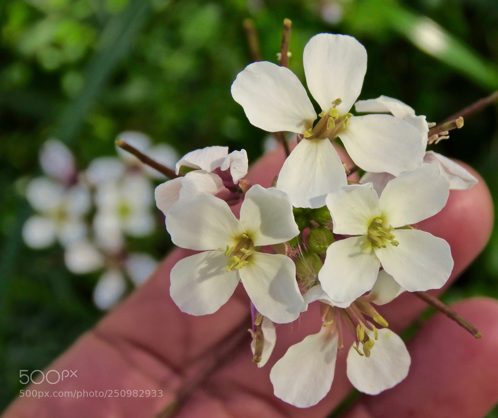 Canon PowerShot SX60 HS sample photo. Lil' things beauty photography