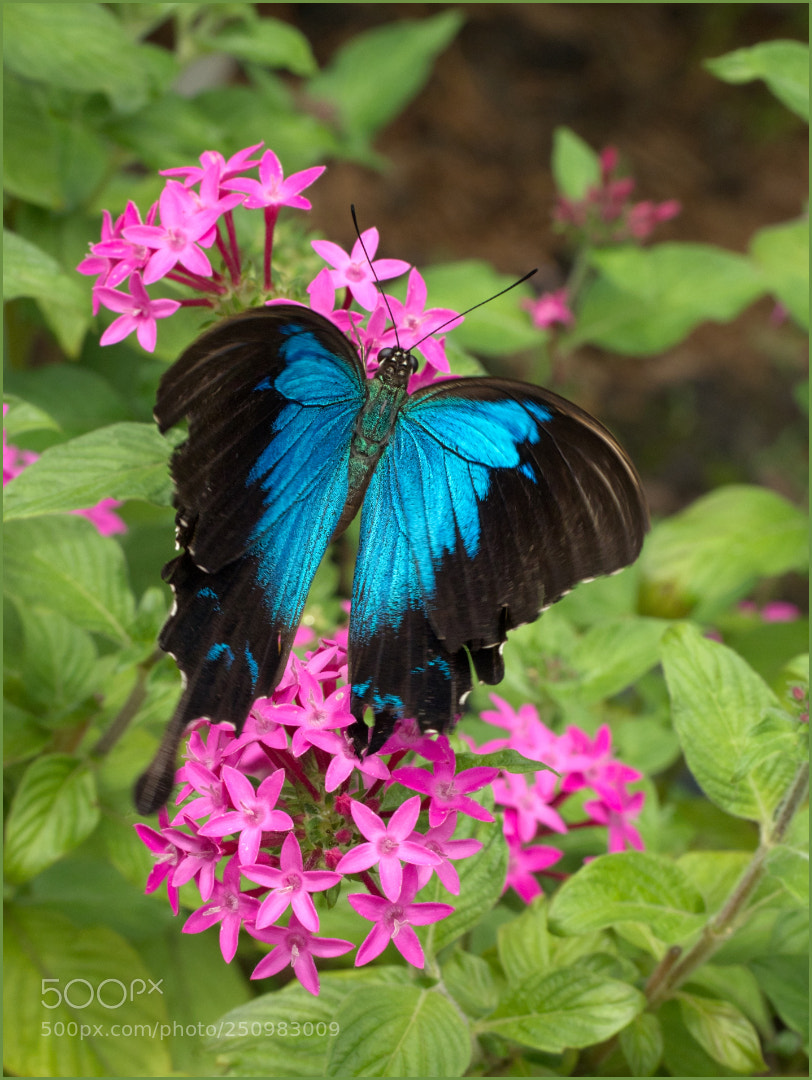 Olympus OM-D E-M1 Mark II sample photo. Ulysses butterfly photography