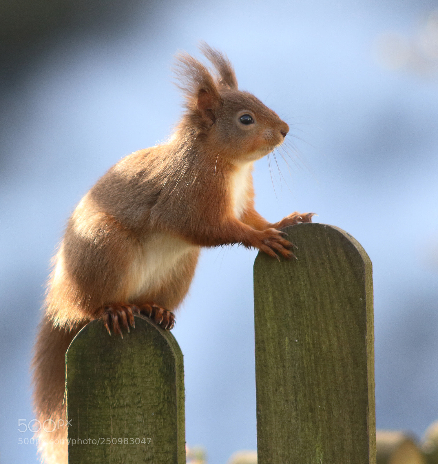 Canon EOS 7D sample photo. Red squirrel on fence 02 photography