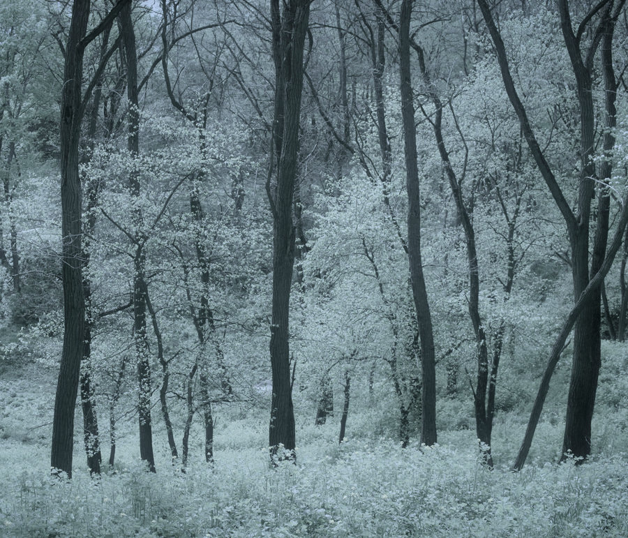 Sigma DP2 sample photo. Awakening. photography