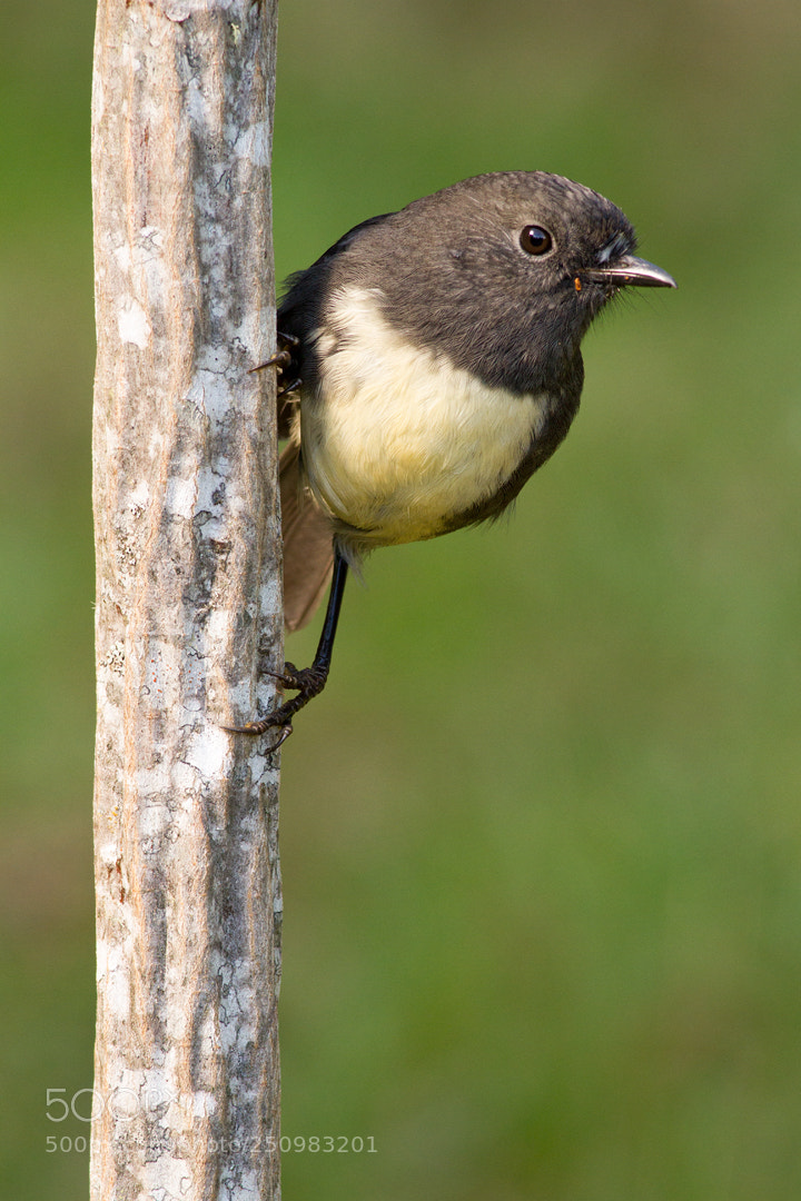 Canon EOS 7D sample photo. Robin on lancewood (4) photography