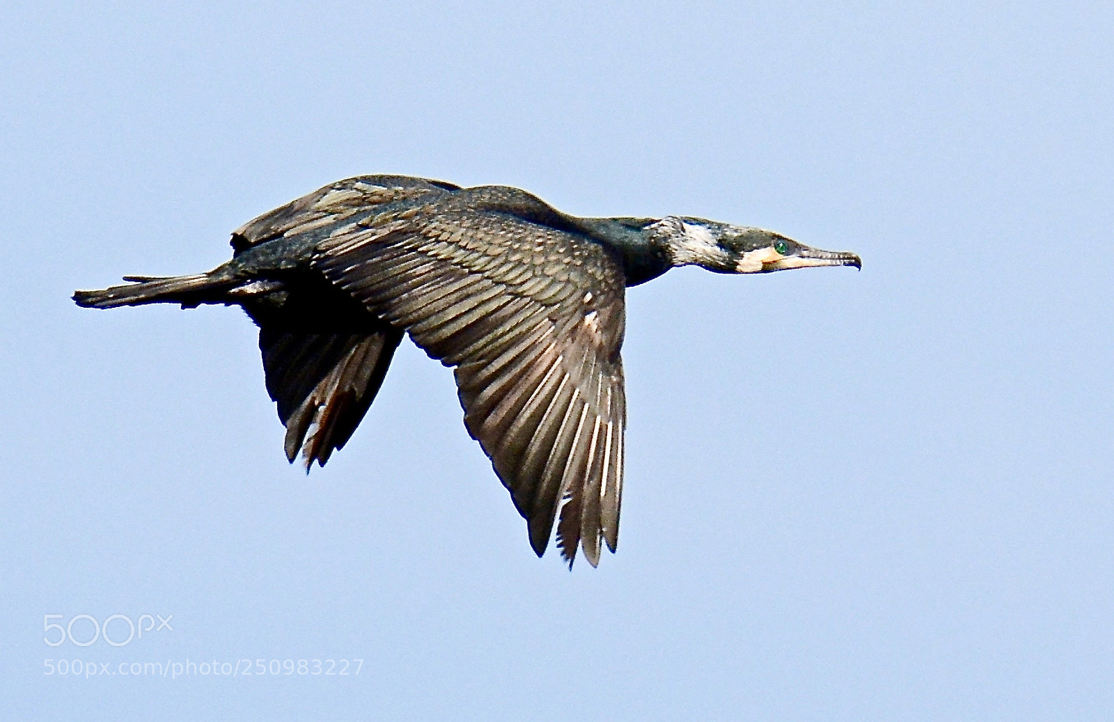 Nikon D7100 sample photo. Cormorant .......... photography