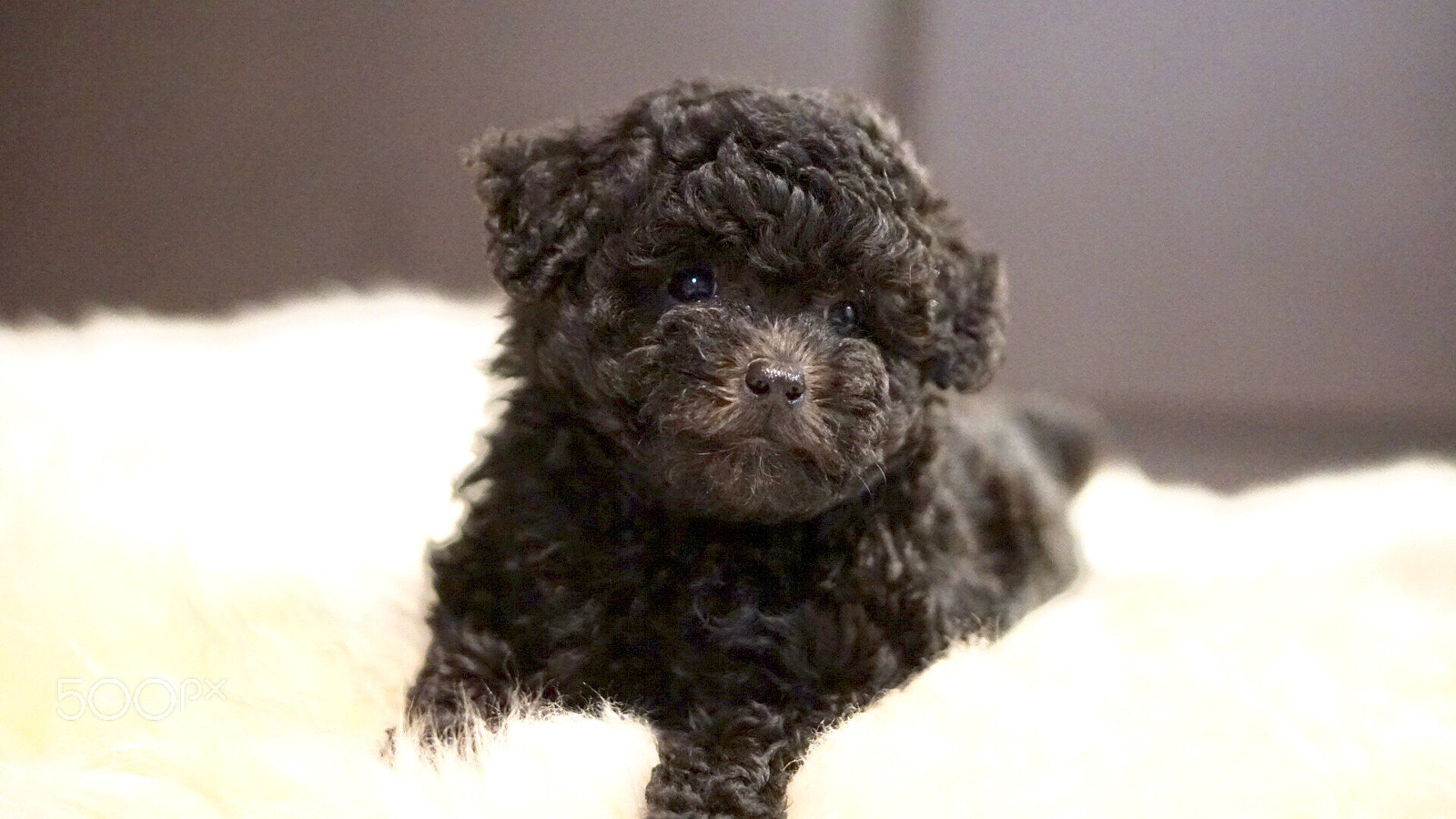Sony a6300 sample photo. Little dog  photography