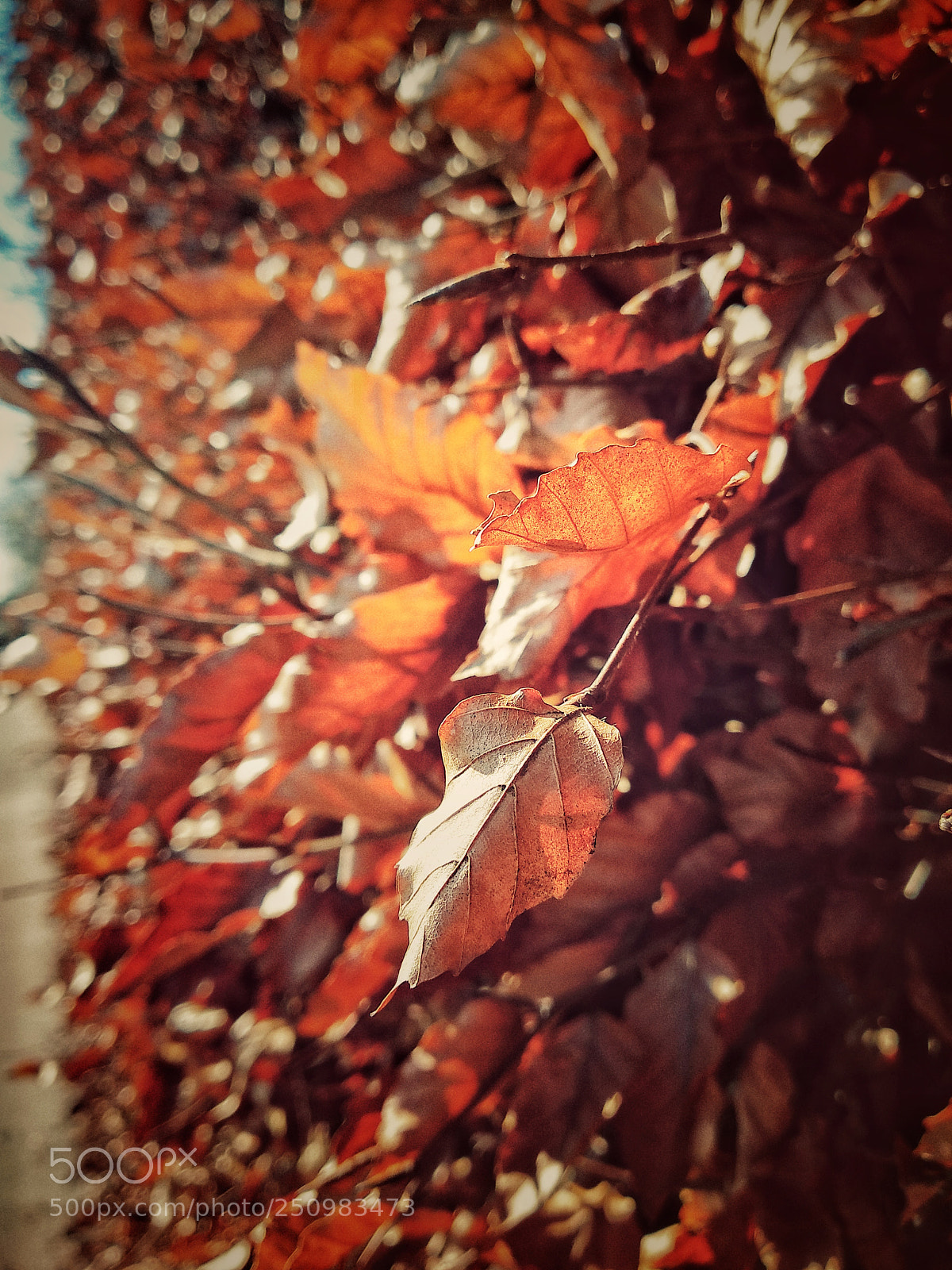 Xiaomi Mi A1 sample photo. Untitled photography