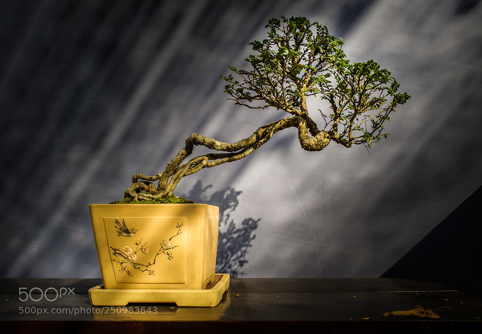 Leica Q (Typ 116) sample photo. Ulmus parvifolia. photography