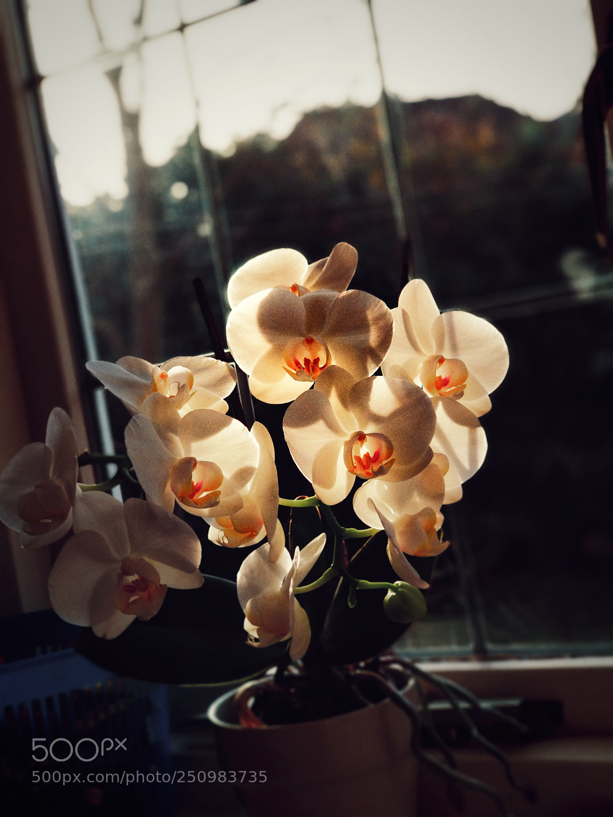 Xiaomi Mi A1 sample photo. Untitled photography