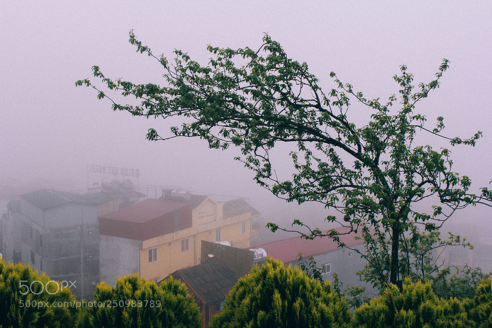 Canon EOS 60D sample photo. Alone tree cap blue photography