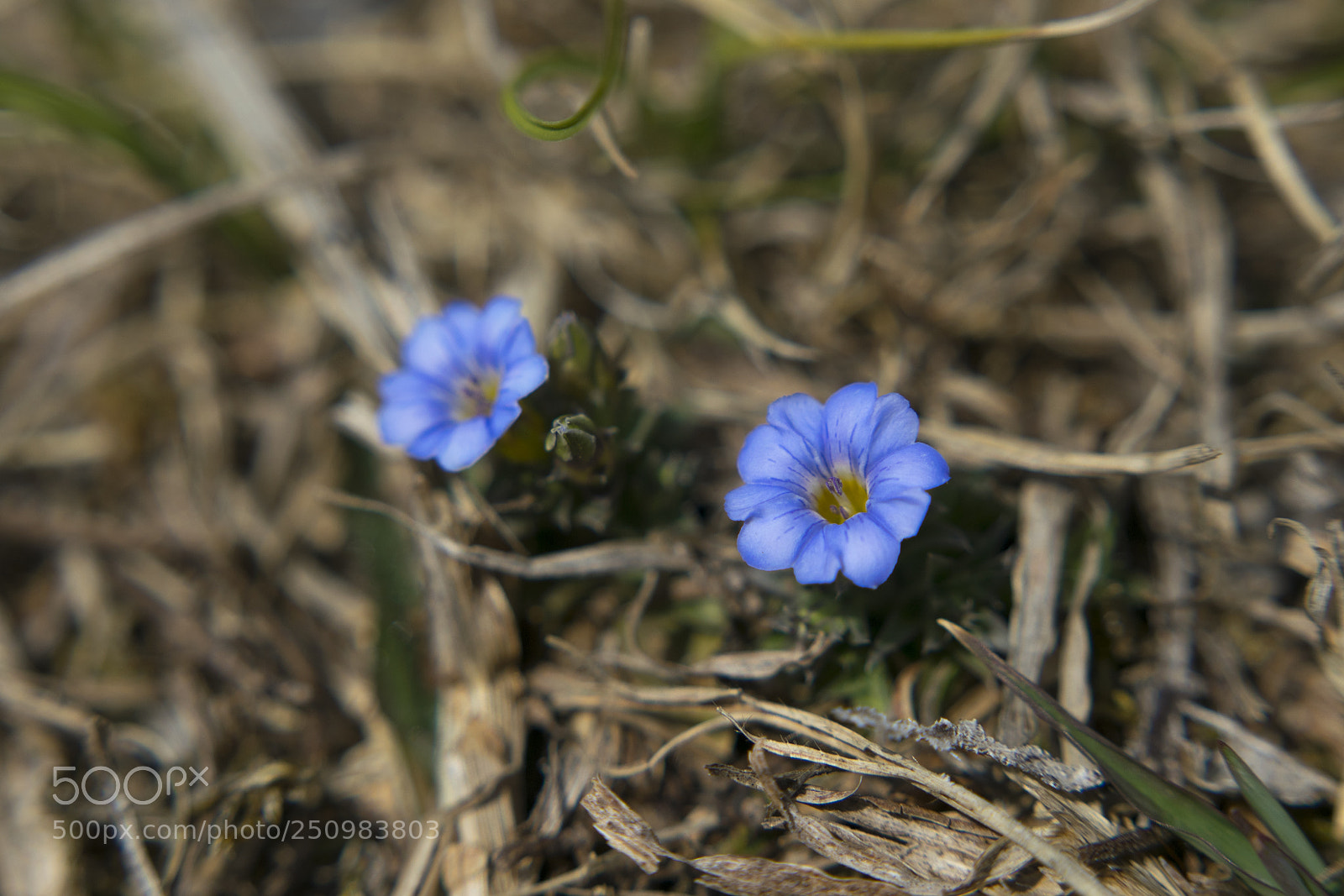 Nikon D3300 sample photo. Blue flower photography