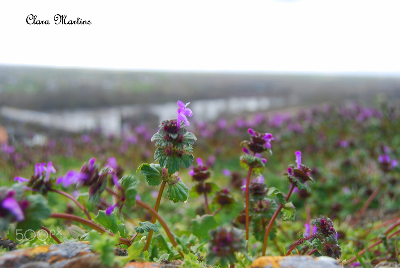 Nikon D60 sample photo. Flores photography