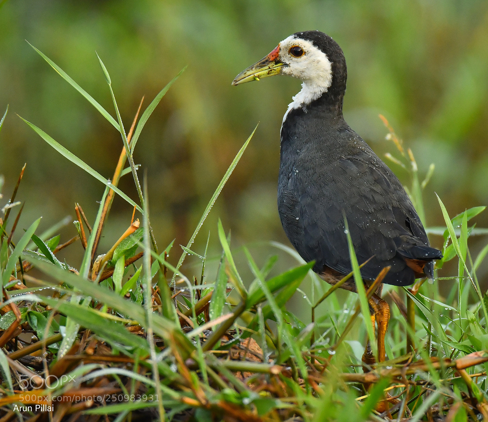 Nikon D500 sample photo. White breasted waterhen photography