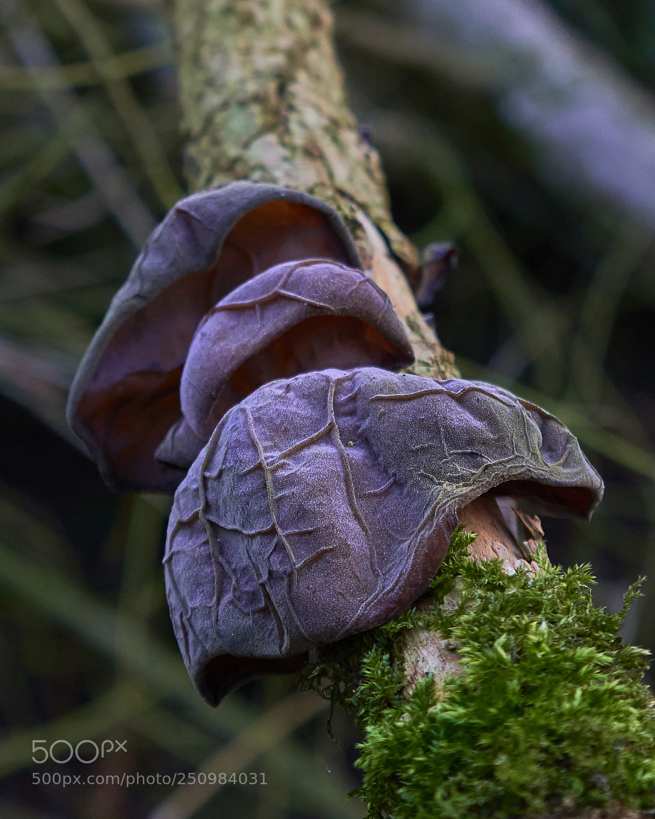Sony a7R III sample photo. Mushroom photography