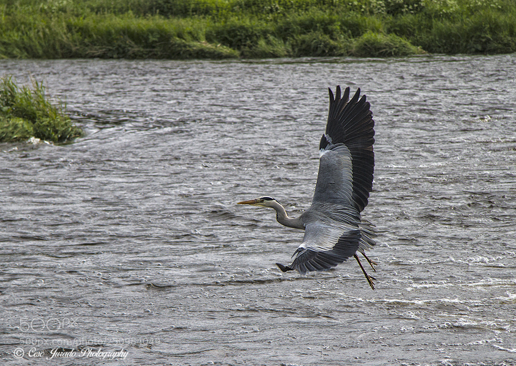 Canon EOS 7D sample photo. A volar photography