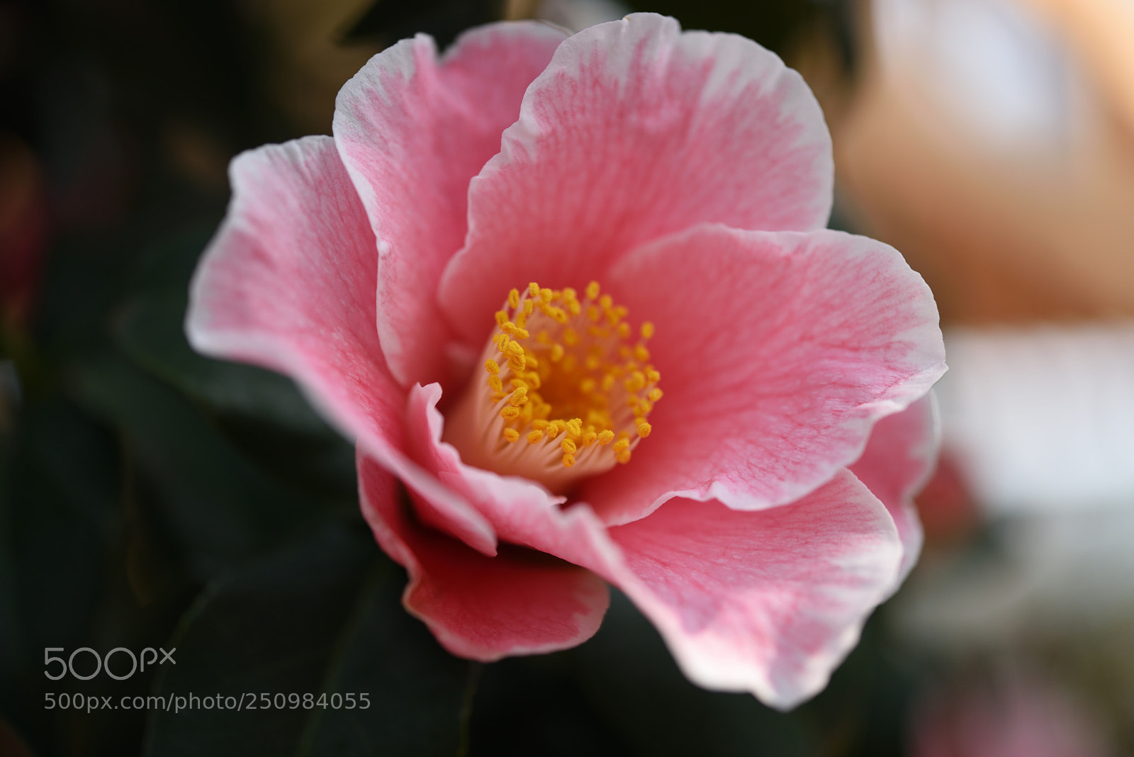 Nikon AF-S Micro-Nikkor 60mm F2.8G ED sample photo. 椿・参平椿（さんぺいつばき）野々市中央公園 photography