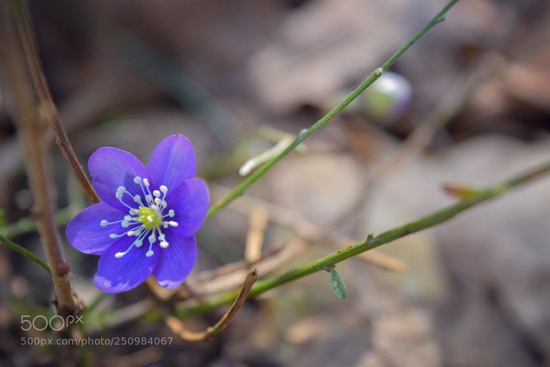 Nikon D5500 sample photo. Untitled photography