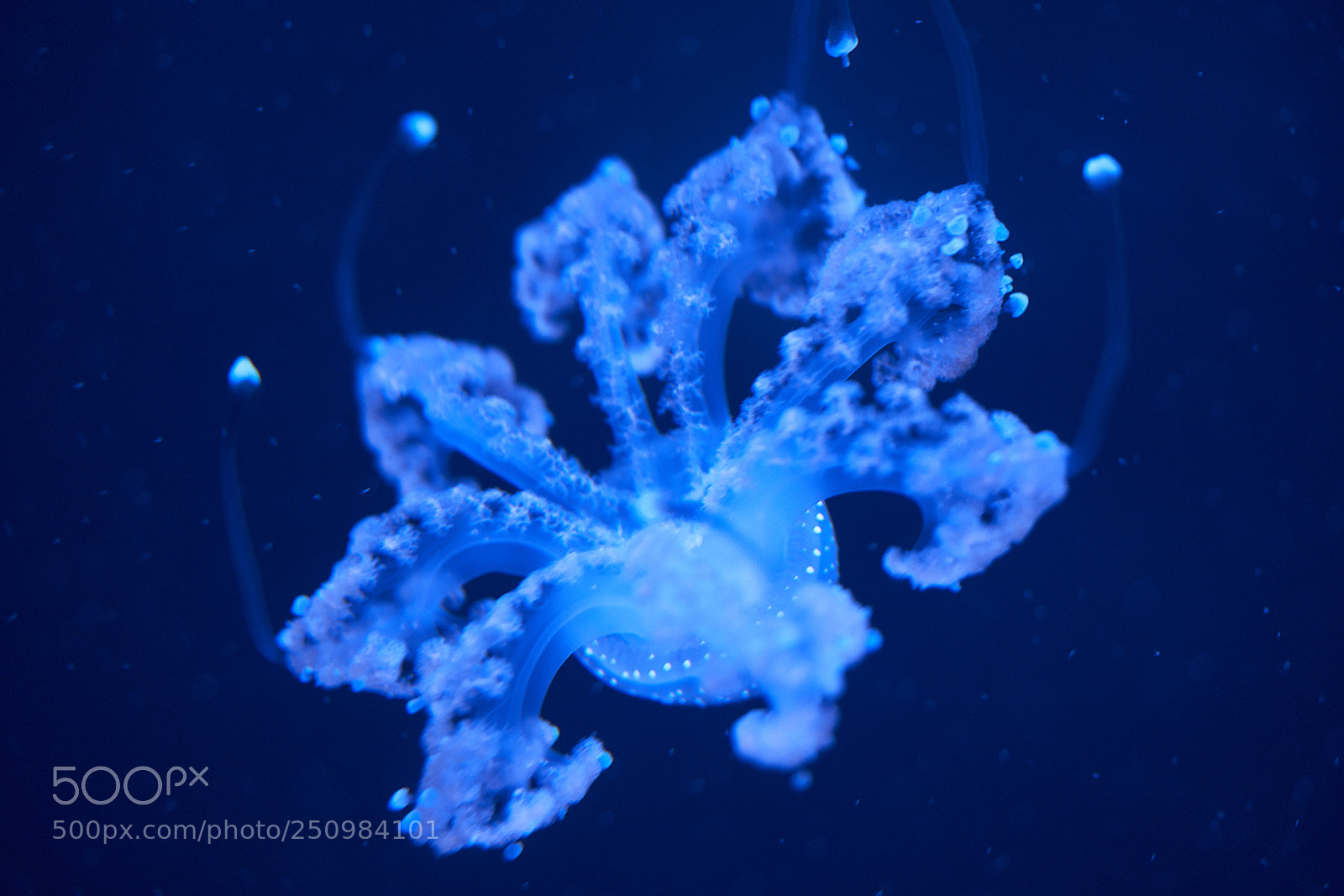 Sony a7R III sample photo. Jellyfish 2 photography