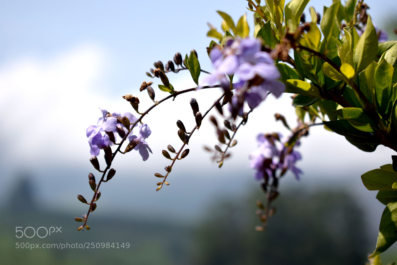 Nikon D3300 sample photo. Munnar () photography