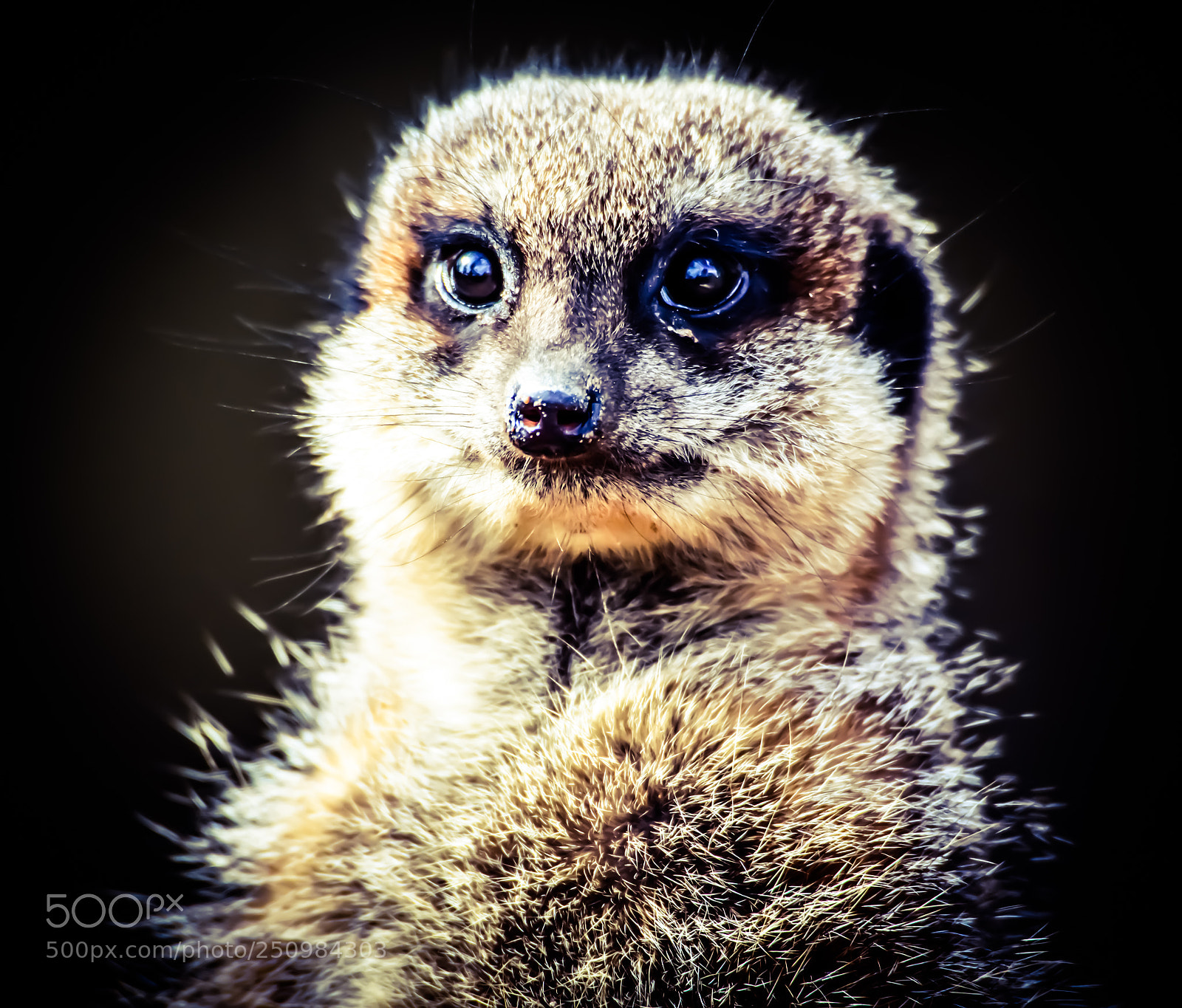 Nikon D3200 sample photo. Meerkat photography